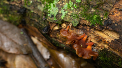 Dacryopinax elegans