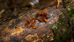 Dacryopinax elegans