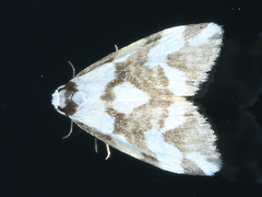 Thallarcha staurocola