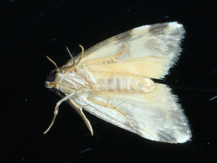 Thallarcha staurocola