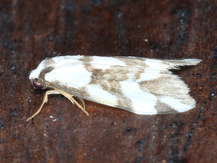 Thallarcha staurocola