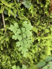 Asplenium dareoides