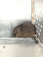 Peromyscus californicus