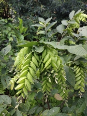 Flemingia strobilifera