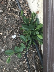 Convolvulus arvensis