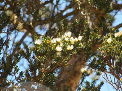 Melaleuca cuticularis