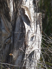 Melaleuca cuticularis