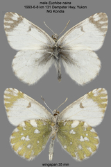 Euchloe naina
