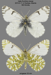Euchloe creusa