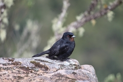 Knipolegus nigerrimus