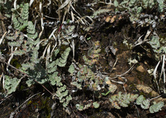 Cheilanthes brownii