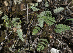 Cheilanthes brownii