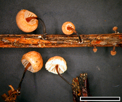 Gloiocephala nothofagi