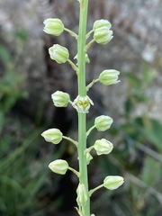 Eriospermum cooperi