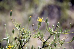 Brachyclados lycioides