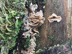 Skeletocutis amorpha