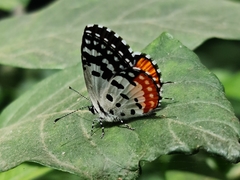 Talicada nyseus nyseus
