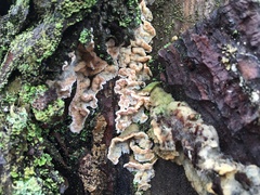 Skeletocutis amorpha