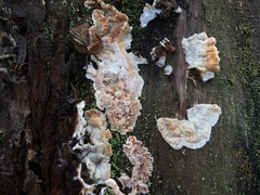 Skeletocutis amorpha