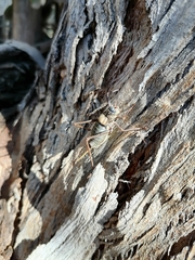 Lluciapomaresius asturiensis