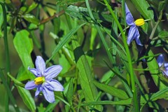 Solanum amygdalifolium