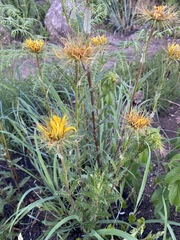 Berkheya insignis