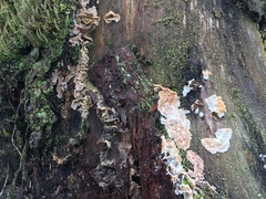 Skeletocutis amorpha