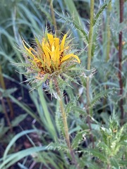 Berkheya insignis