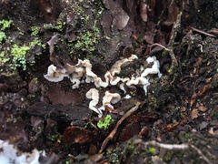 Skeletocutis amorpha