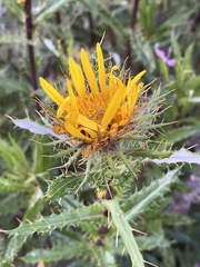 Berkheya insignis