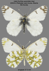 Euchloe ausonides mayi