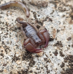 Euscorpius