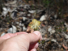 Pimelea lehmanniana