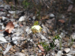 Pimelea lehmanniana