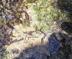Gymnothorax thyrsoideus
