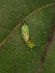 Urolabida histrionica