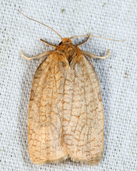 Aphelia alleniana