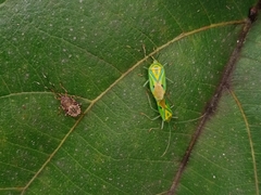 Urolabida histrionica