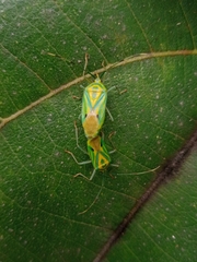 Urolabida histrionica