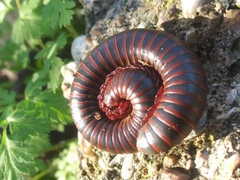 Narceus americanus