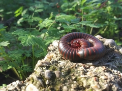 Narceus americanus