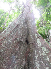 Diplotropis purpurea