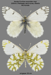 Euchloe ausonides mayi