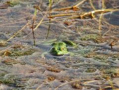 Euphlyctis hexadactyla