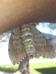 Ceratomia undulosa