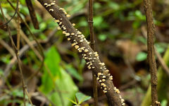 Marasmiellus affixus