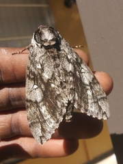 Ceratomia undulosa
