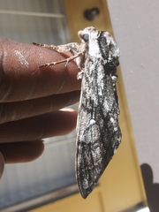 Ceratomia undulosa