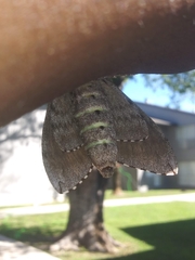 Ceratomia undulosa
