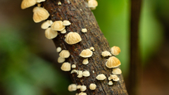 Marasmiellus affixus